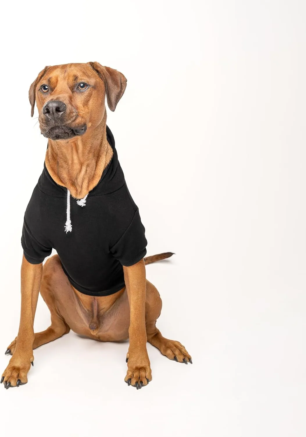 Congrats with Champagne Flutes Dog Hoodie | Fleece Lined |Leash Hole| Wedding Photo Prop | Bridal Shower | Engagement Announcement | Graduation |Black, Medium (612)