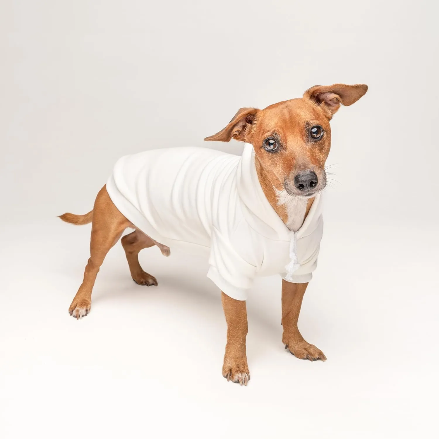 Congrats with Champagne Flutes Dog Hoodie | Fleece Lined |Leash Hole| Wedding Photo Prop | Bridal Shower | Engagement Announcement | Graduation |Cream, Medium (612)