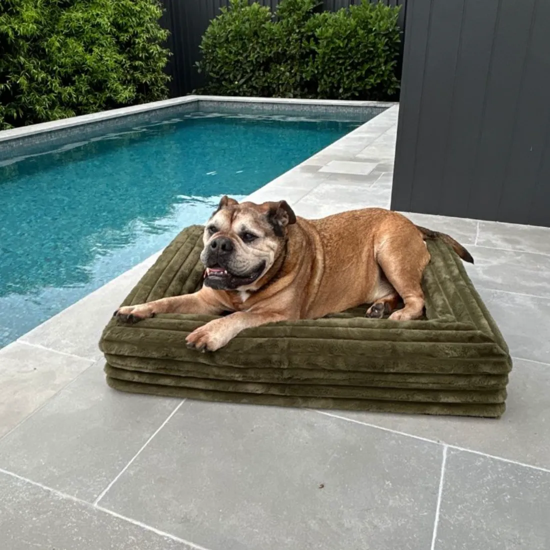Dazy Dog Orthopedic Memory Foam Dog Bed Puffer Fern