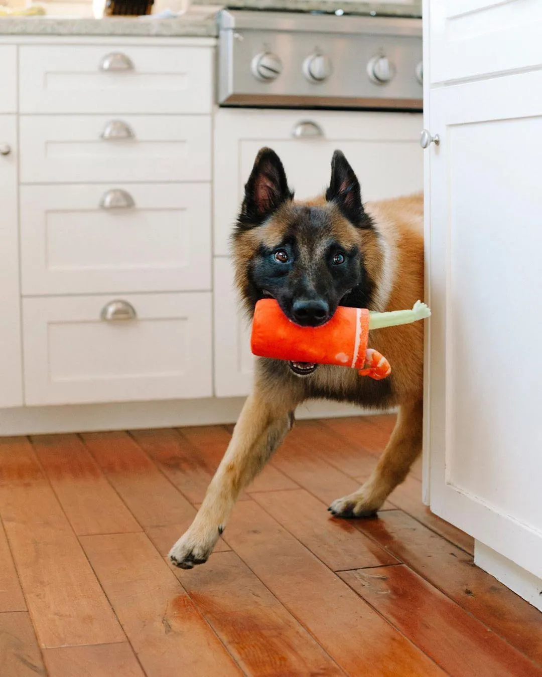 Dog Plush Toy - Barking Brunch Collection