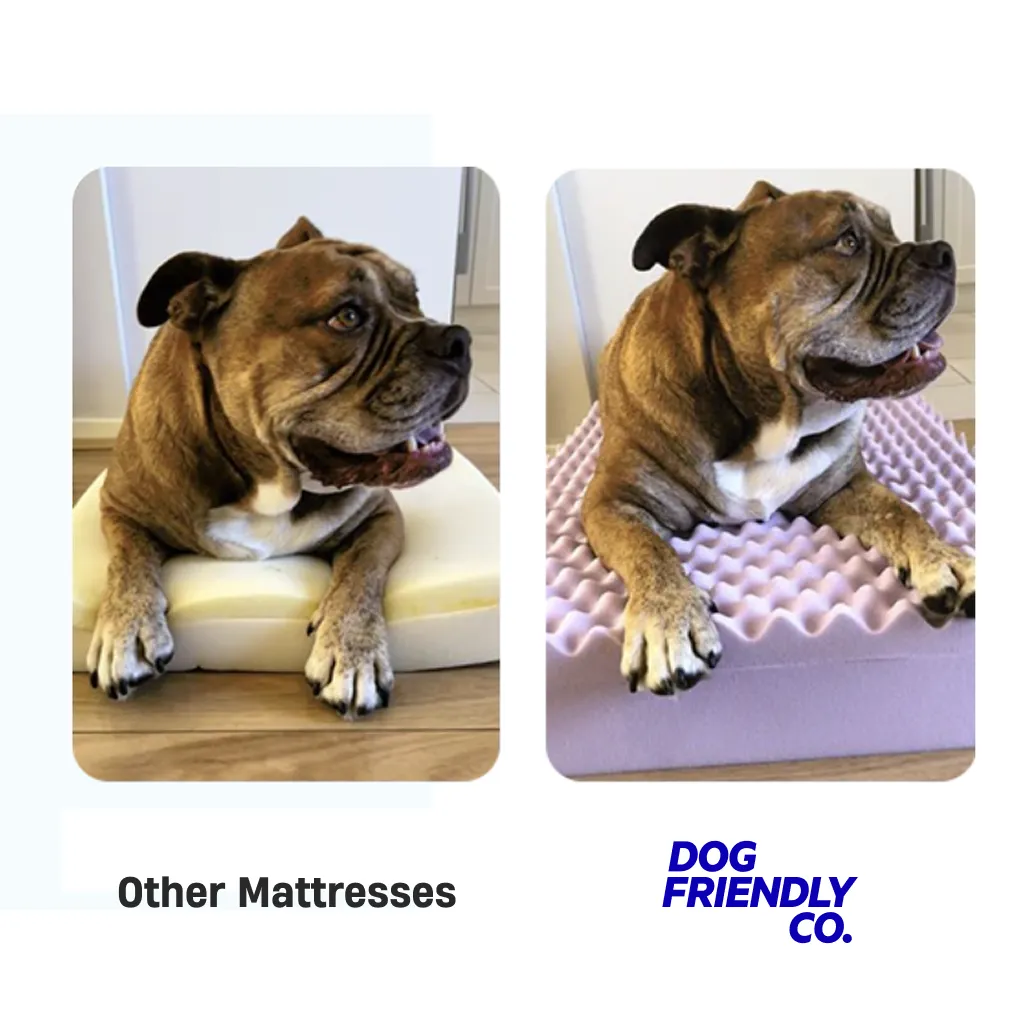 Premium Orthopedic Memory Foam Dog Bed - Sky Blue (Small)